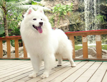 ���ﺽ������